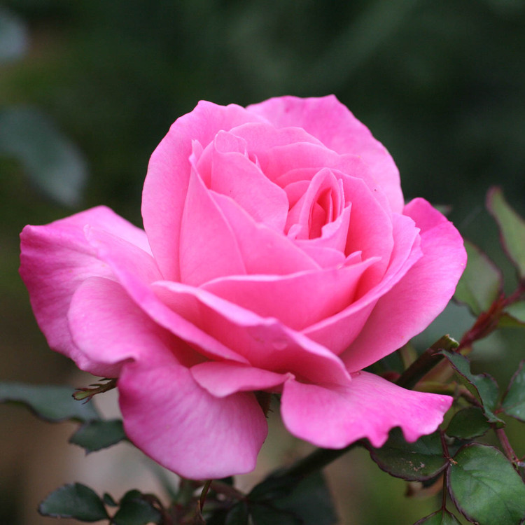 rose pink med