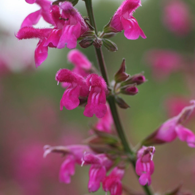 salvia buchananii