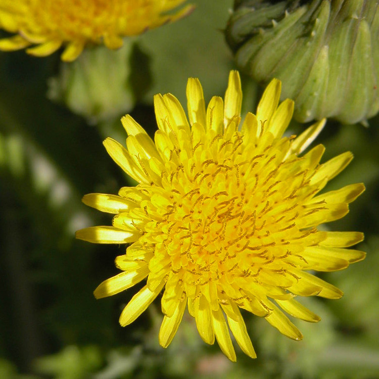 Dandelion