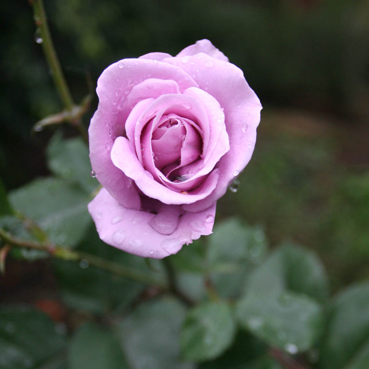 rose sterling silver