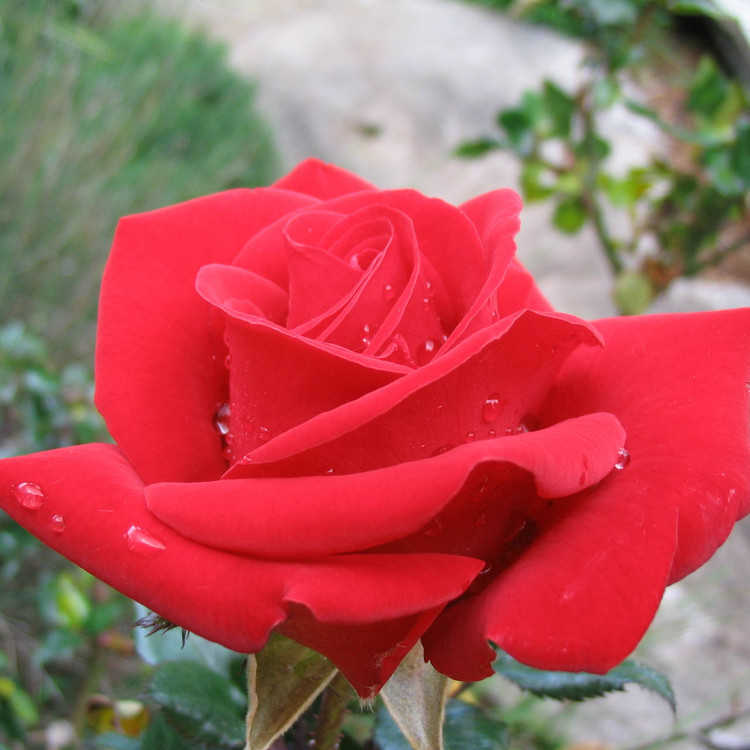 rose Fragrant Cloud