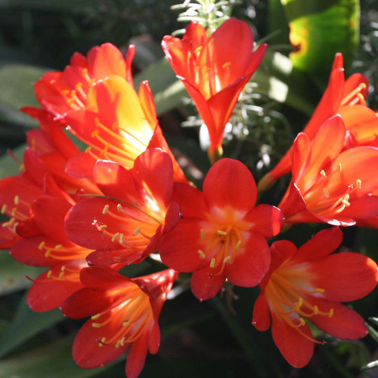 Clivia