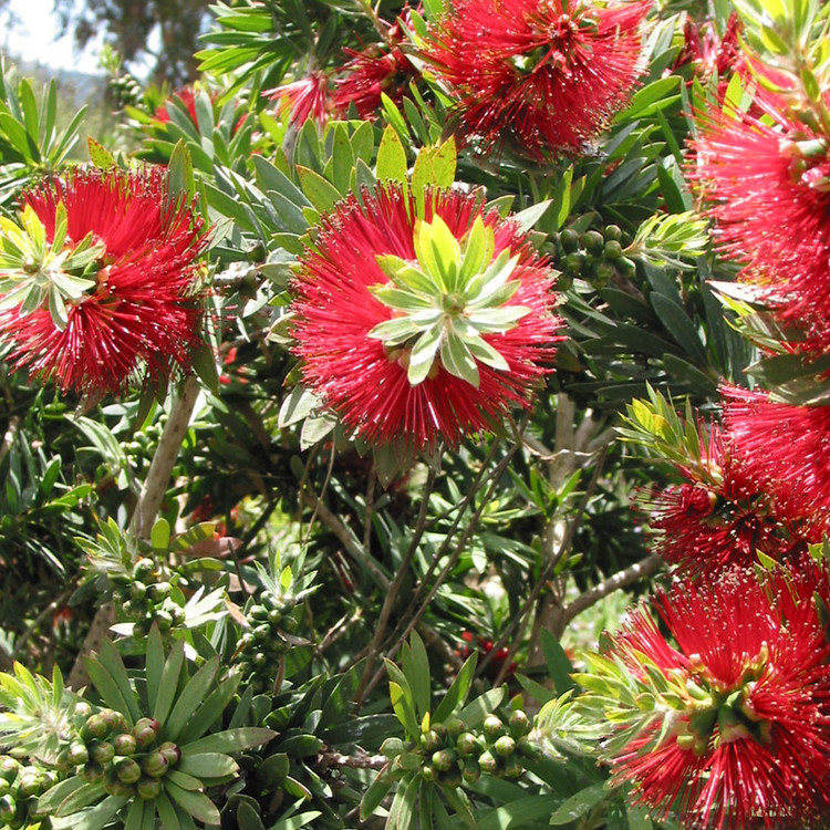 callistemon