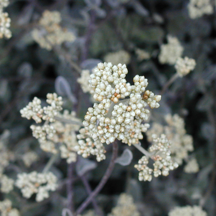 helichrysum_petiolatum