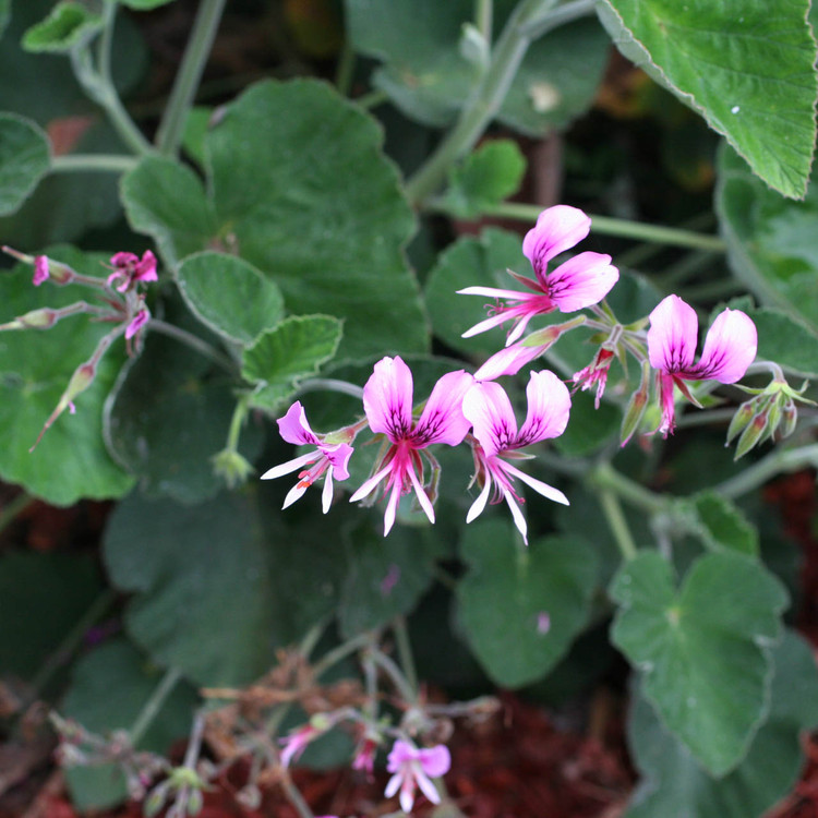 pelargonium graveolens