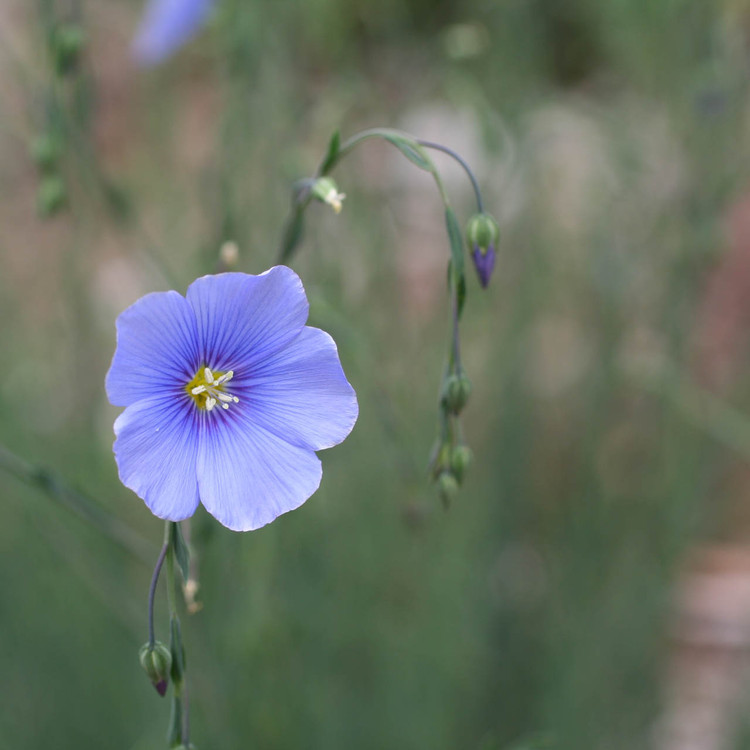 flax