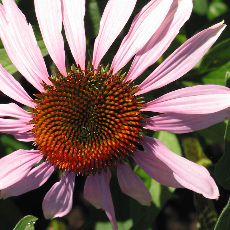 echinacea