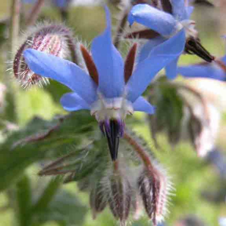 Borage