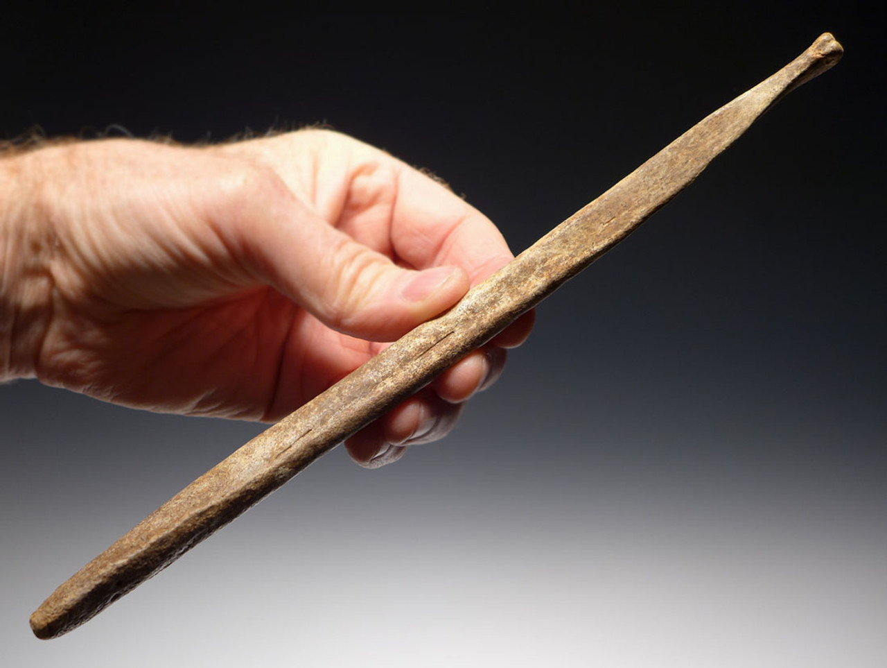 Cave bear penis fossil