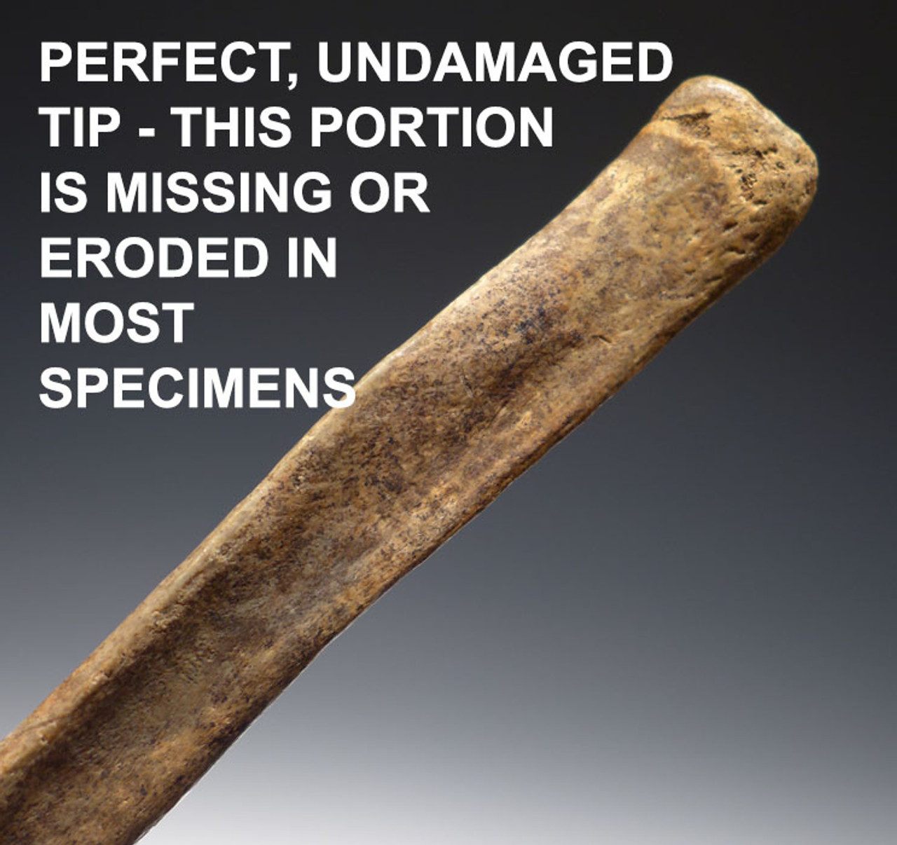 Cave bear penis fossil nude pics 2019