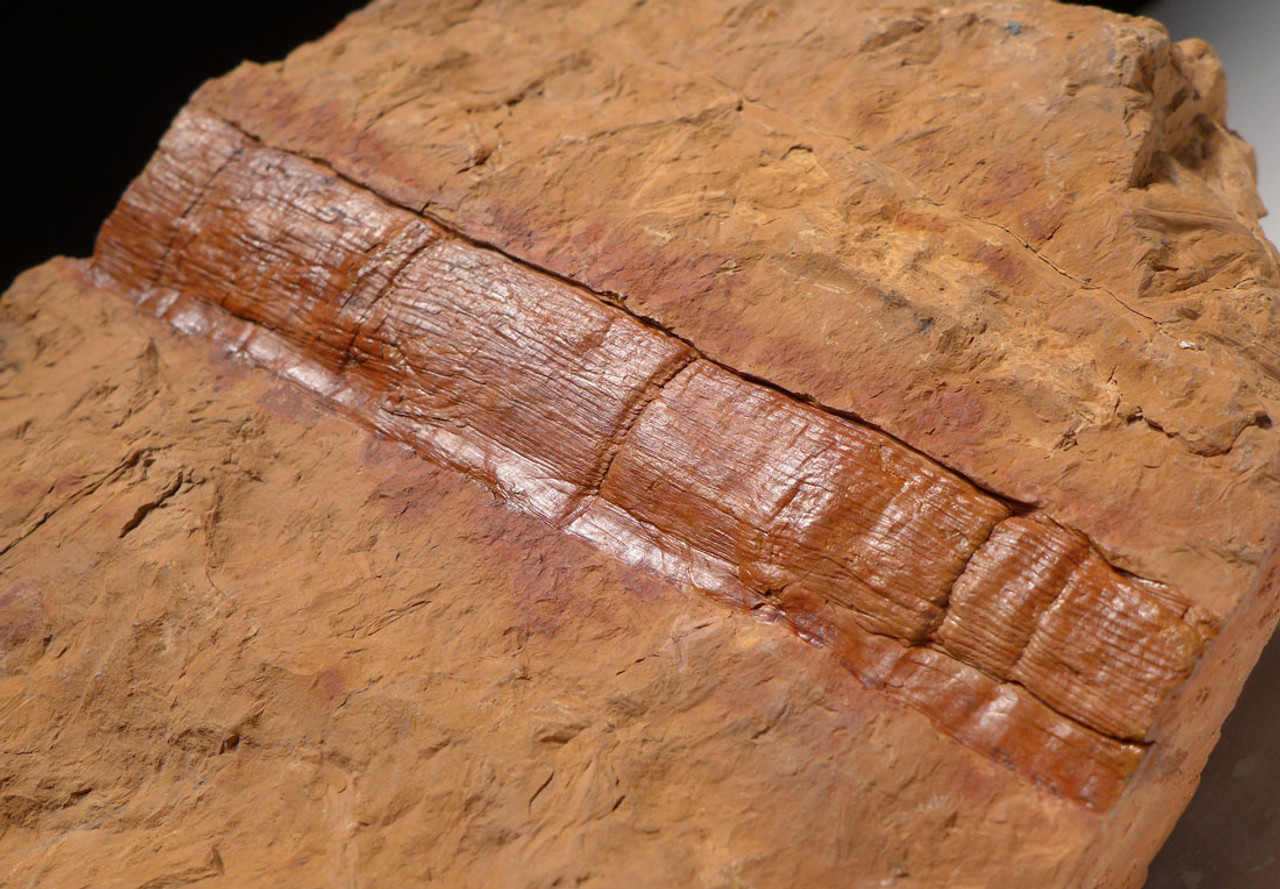 CALAMITES CARBONIFEROUS PLANT FOSSILS