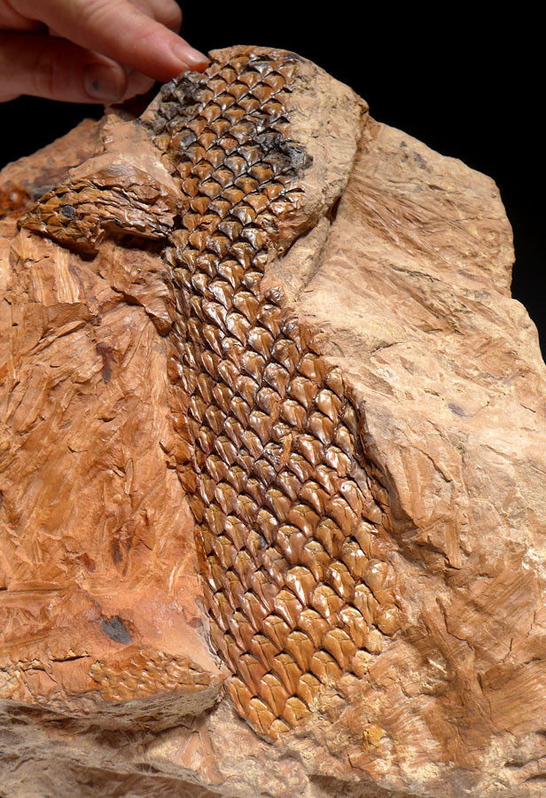 LEPIDOPHLOIOS LEPIDODENDRON CARBONIFEROUS PLANT FOSSILS