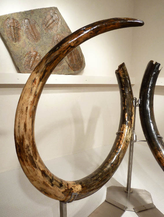 LARGEST MAMMOTH TUSK PAIR WOOLLY WOOLY MAMMOTH TUSKS