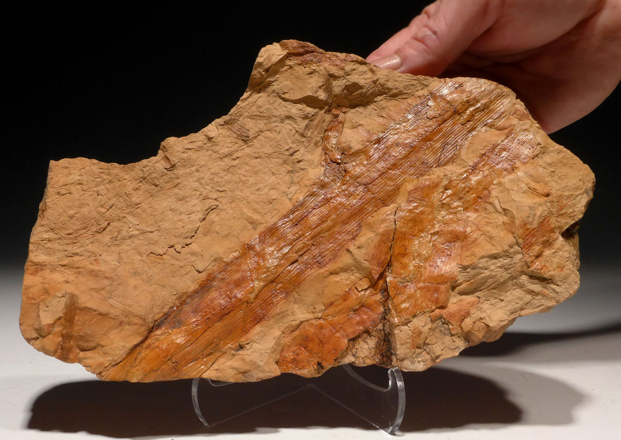 CALAMITES CARBONIFEROUS PLANT FOSSILS HORSETAIL