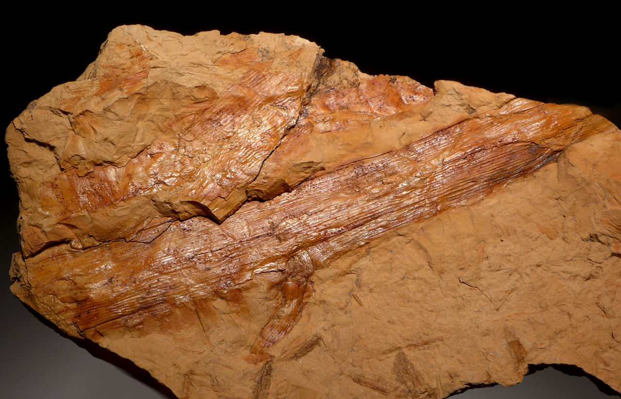 CALAMITES CARBONIFEROUS PLANT FOSSILS HORSETAIL