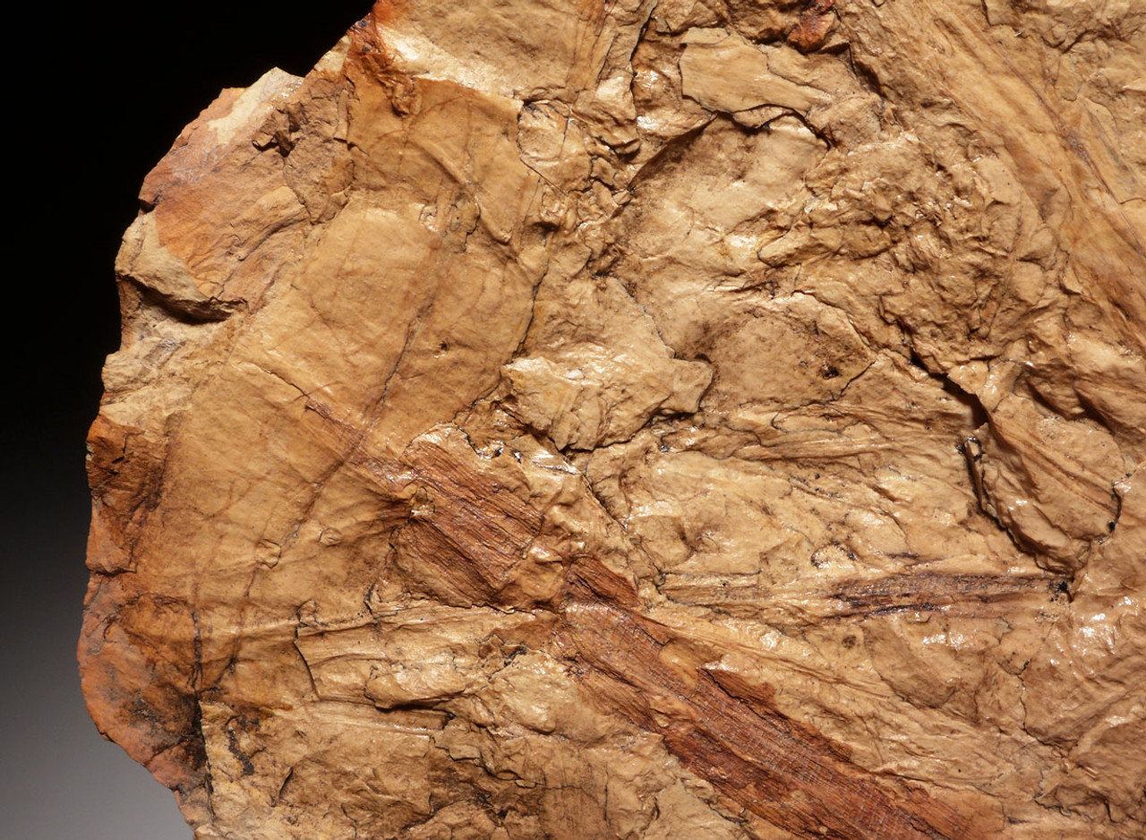 CALAMITES CARBONIFEROUS PLANT FOSSILS HORSETAIL