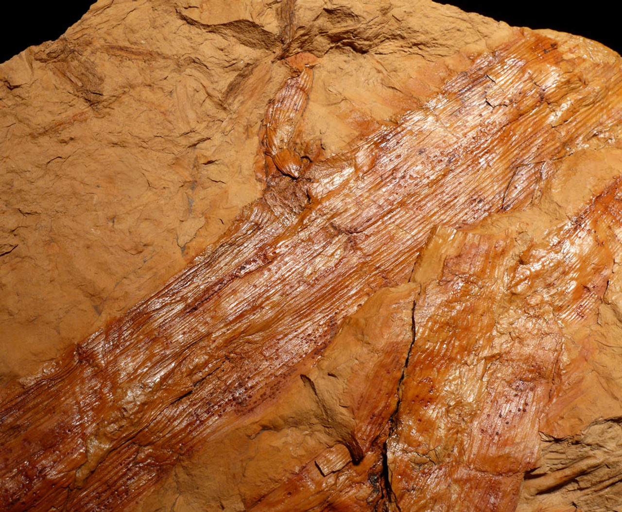 CALAMITES CARBONIFEROUS PLANT FOSSILS HORSETAIL