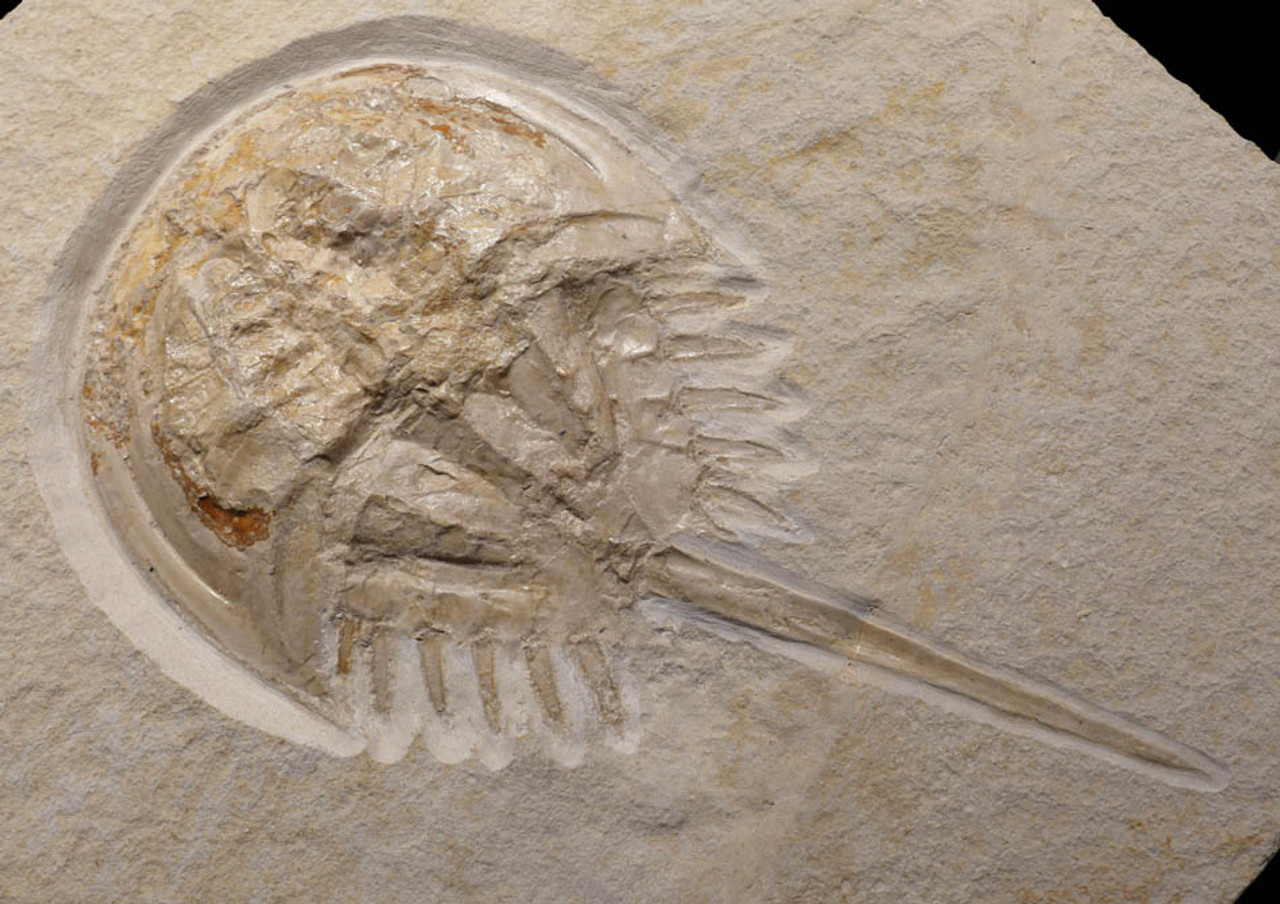 HORSESHOE CRAB FOSSIL SOLNHOFEN JURASSIC CRUSTACEAN FOSSILS