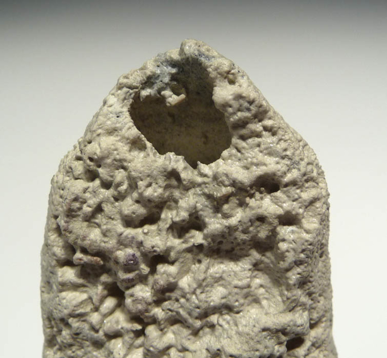 FOSSIL SPONGES SEA SPONGE PHYMATELLA FOSSILS PREHISTORIC MARINE