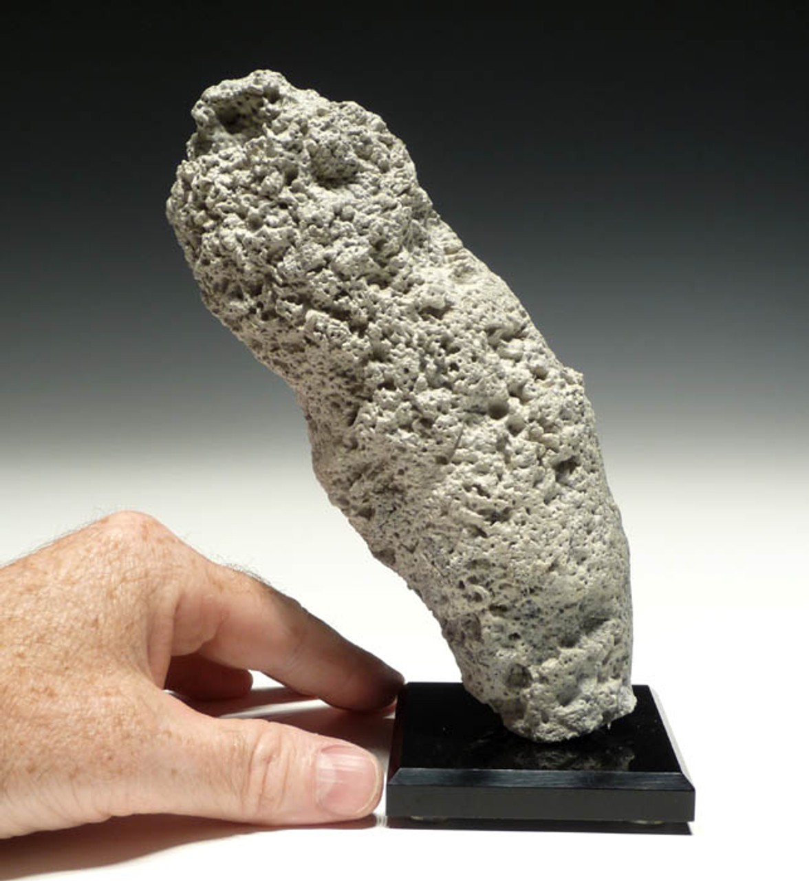 FOSSIL SPONGES SEA SPONGE PHYMATELLA FOSSILS PREHISTORIC MARINE