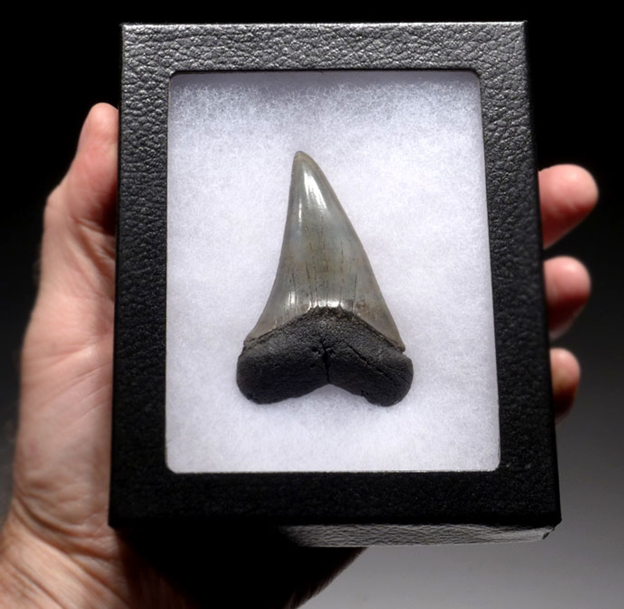 3 INCH ISURUS HASTALIS FOSSIL WHITE SHARK TOOTH FOR SALE