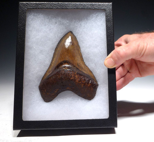 SH6-403 - FINEST COLLECTOR GRADE COPPER RED AND BROWN 5.25 INCH MEGALODON SHARK TOOTH SH6-403 - FINEST COLLECTOR GRADE COPPER RED AND BROWN 5.25 INCH MEGALODON SHARK TOOTH
