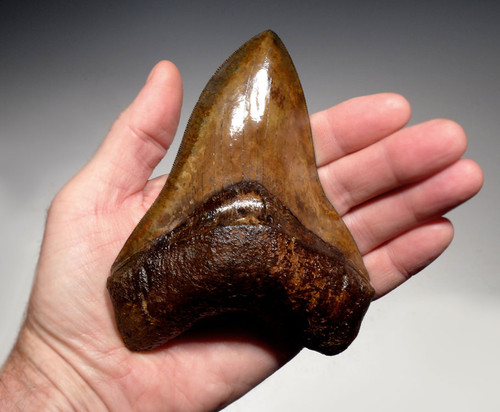 SH6-403 - FINEST COLLECTOR GRADE COPPER RED AND BROWN 5.25 INCH MEGALODON SHARK TOOTH SH6-403 - FINEST COLLECTOR GRADE COPPER RED AND BROWN 5.25 INCH MEGALODON SHARK TOOTH