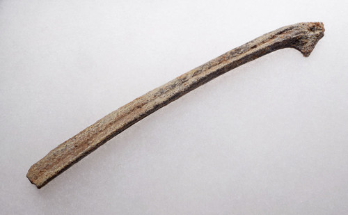 ULTRA RARE COMPLETE FOSSIL DROMAEOSAUR RIB DINOSAUR BONE FROM A "RAPTOR" *DBX023 ULTRA RARE COMPLETE FOSSIL DROMAEOSAUR RIB DINOSAUR BONE FROM A "RAPTOR" *DBX023