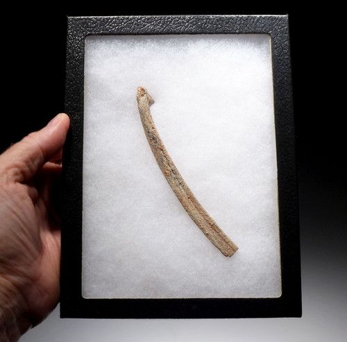 ULTRA RARE COMPLETE FOSSIL DROMAEOSAUR RIB DINOSAUR BONE FROM A "RAPTOR" *DBX023 ULTRA RARE COMPLETE FOSSIL DROMAEOSAUR RIB DINOSAUR BONE FROM A "RAPTOR" *DBX023