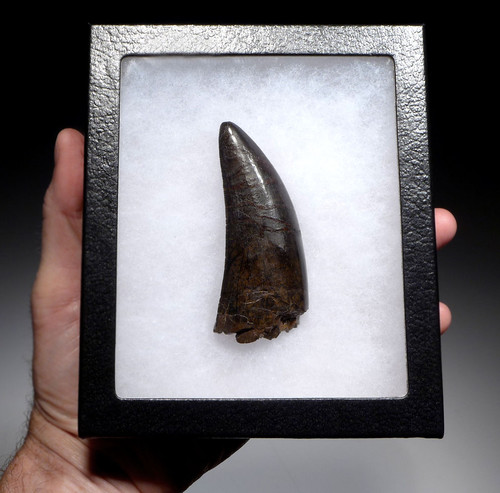 ULTRA RARE 3.65 INCH LARGE INVESTMENT GRADE TYRANNOSAURUS REX TOOTH FROM A MAXIMUM SIZE T REX *DTX1802 ULTRA RARE 3.65 INCH LARGE INVESTMENT GRADE TYRANNOSAURUS REX TOOTH FROM A MAXIMUM SIZE T REX *DTX1802