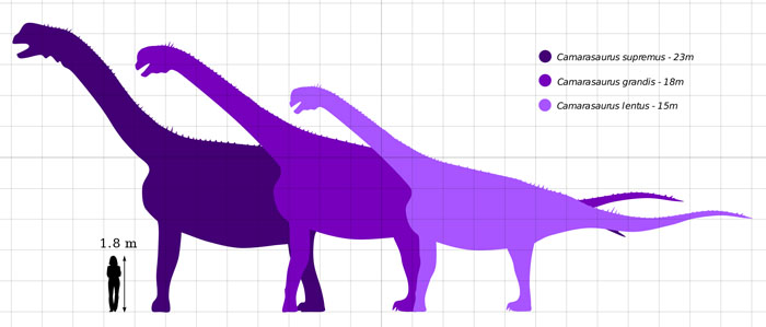 CAMARASAURUS FOSSILS