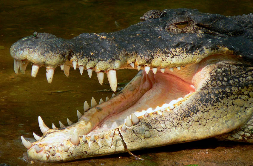 crocodilehead.jpg