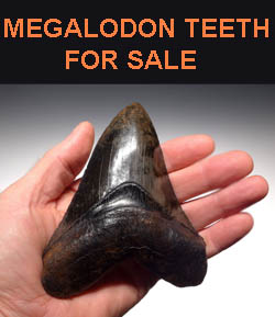 Megalodon tooth value