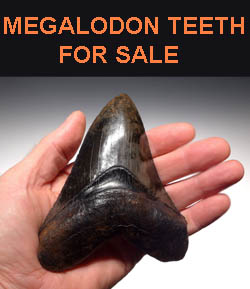 MEGALODON SHARK TEETH