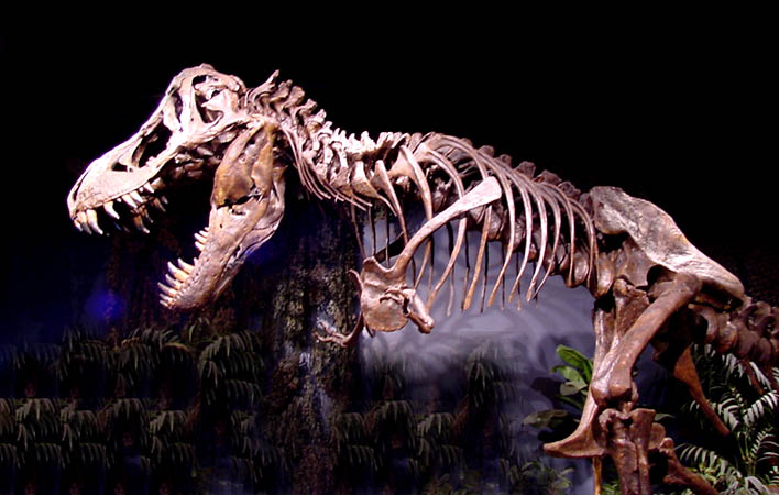 T REX FOSSILS