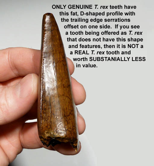 LARGE TYRANNOSAURUS T REX TOOTH FOR SALE