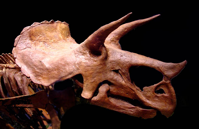 TRICERATOPS FOSSILS FOR SALE