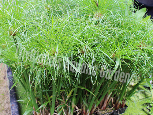 King Tut Papyrus- Tropical Bog Plant King Tut Papyrus- Tropical Bog Plant