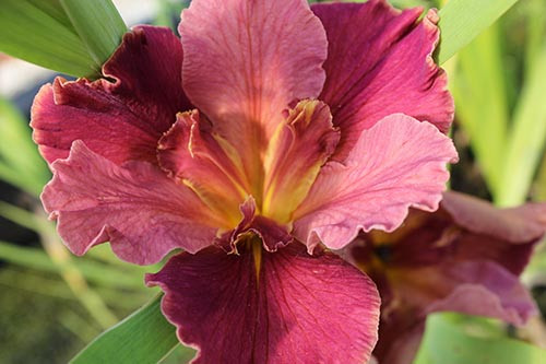 Nymphaea Islamorada - Viviparous Purple Tropical Water Lily