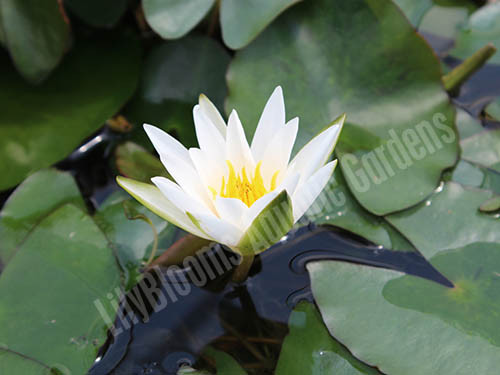 Snow Princess - White Dwarf Hardy Water Lily Snow Princess - White Dwarf Hardy Water Lily