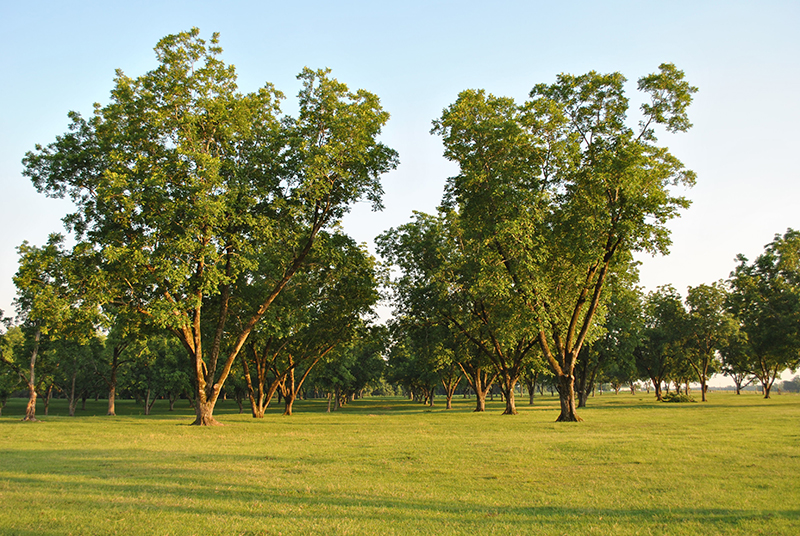 pecans-on-the-tree.jpg pecan trees