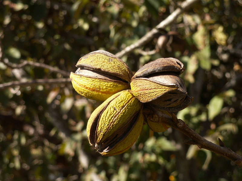pecan-tree-800.jpg pecans on a tree