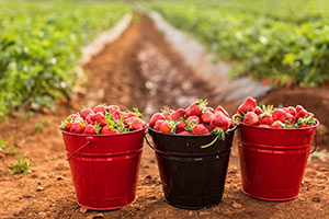 Strawberries in Field