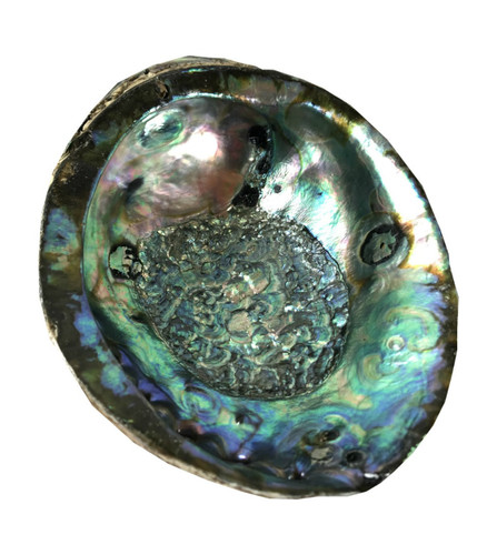 Abalone Shell