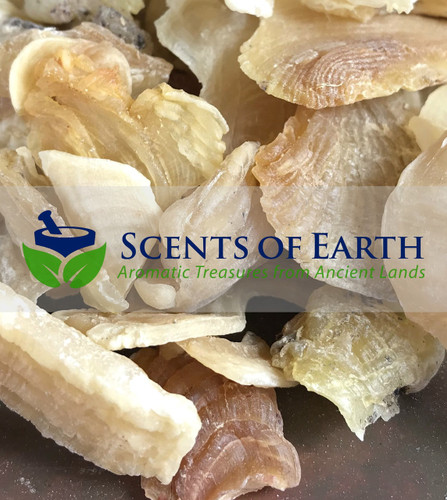 Tragacanth Gum Chips - Turkey
