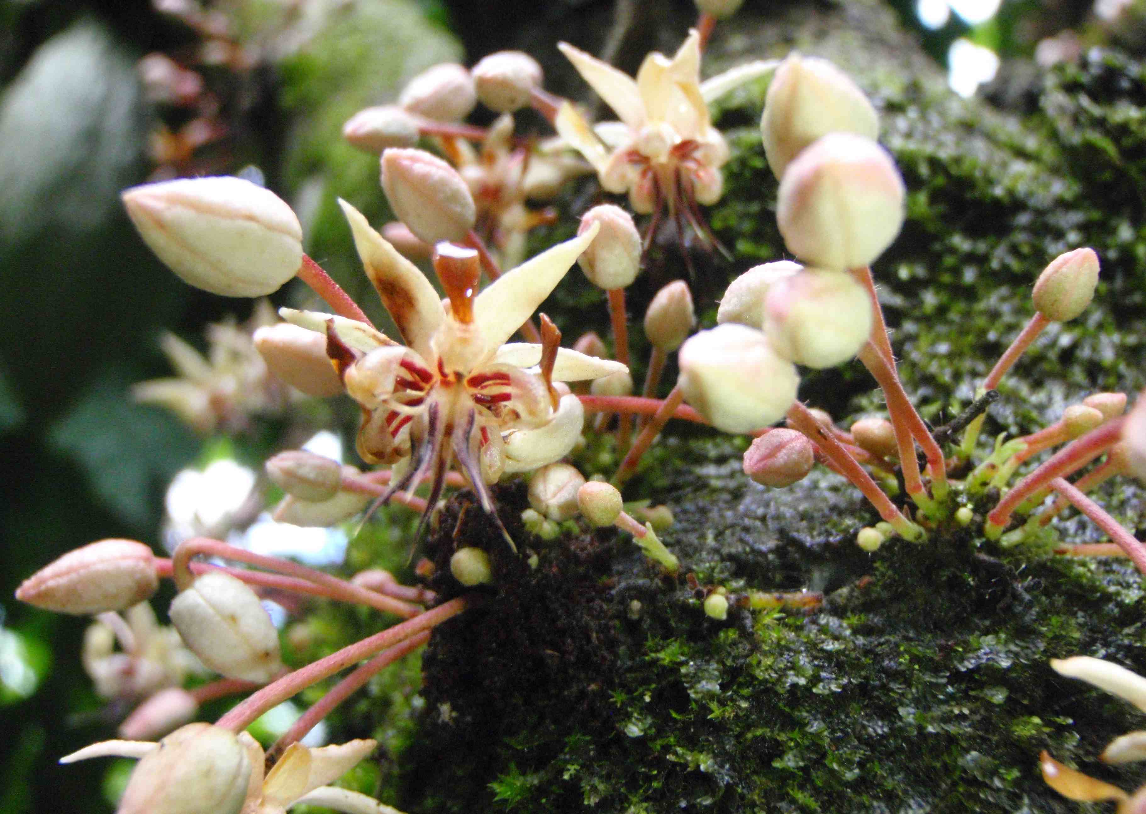 Cacao Flower