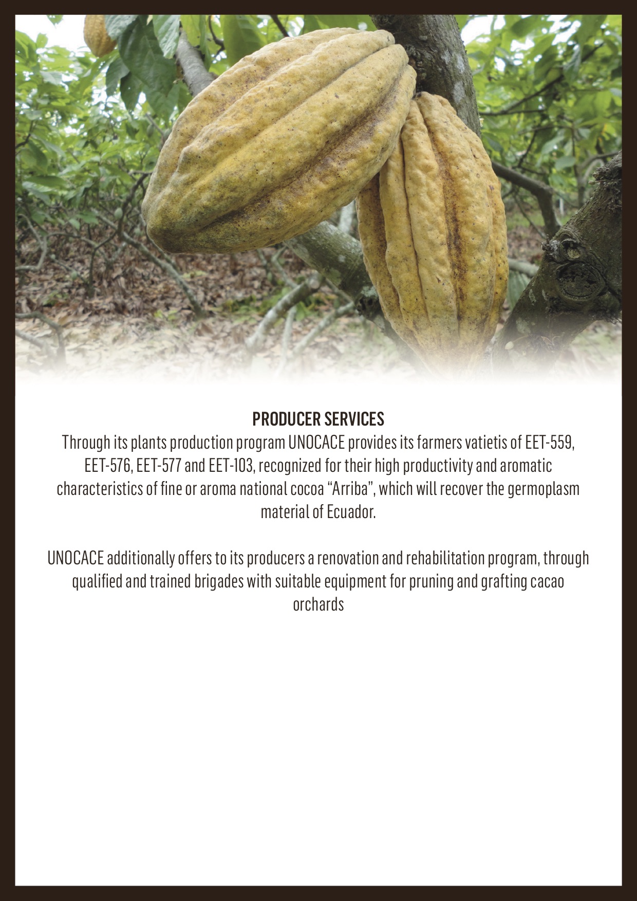 cocoa-bean-broker-brochure-page-5.jpg