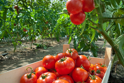 From Beefsteak to Brandywine: How to Grow Tomatoes This Summer