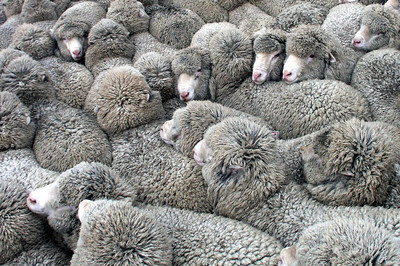 Are Merino Socks Good?