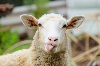 Which Wool is best?